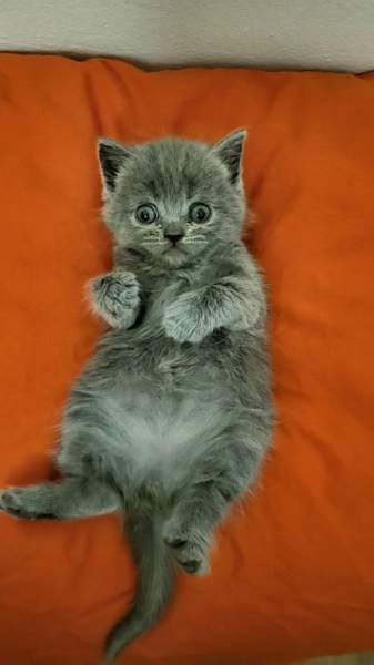 Suloiset sekarotuiset kissanpennut etsivät rakastavaa kotia! Helsinki - photo 7