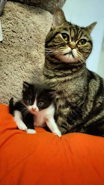 Suloiset sekarotuiset kissanpennut etsivät rakastavaa kotia! Helsinki - photo 5