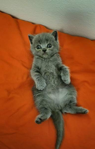 Suloiset sekarotuiset kissanpennut etsivät rakastavaa kotia! Helsinki - photo 8