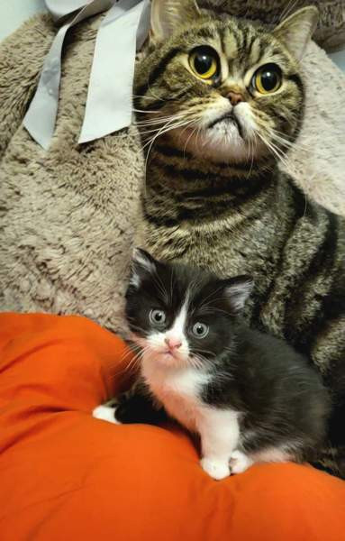 Suloiset sekarotuiset kissanpennut etsivät rakastavaa kotia! Helsinki - photo 6