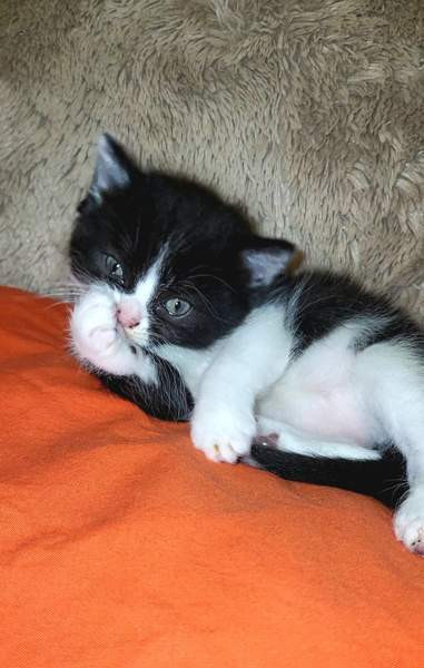 Suloiset sekarotuiset kissanpennut etsivät rakastavaa kotia! Helsinki - photo 3