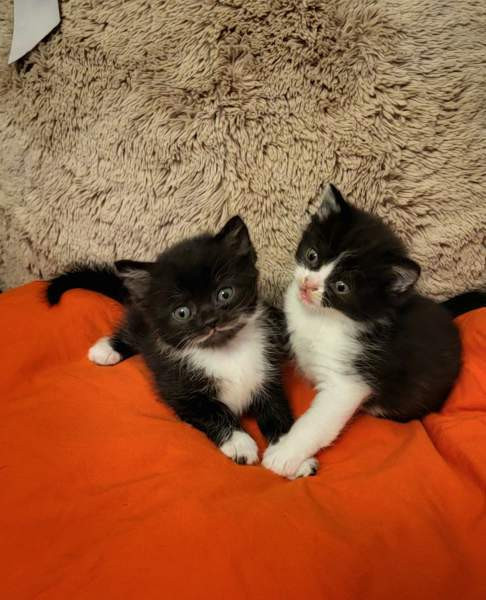 Suloiset sekarotuiset kissanpennut etsivät rakastavaa kotia! Helsinki - photo 1