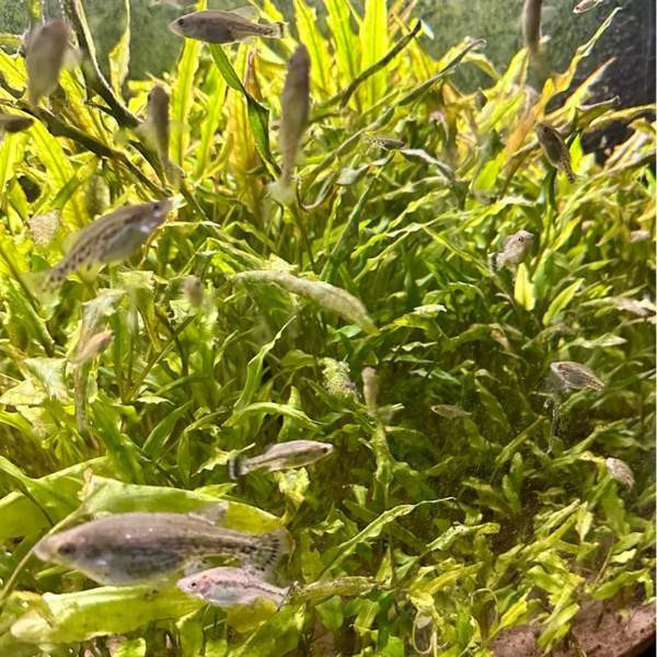 Perhostoka Сало - изображение 1