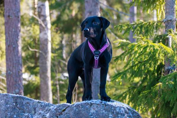 Dog Copenhagen Comfort Walk Air valjaat M Вантаа - изображение 2