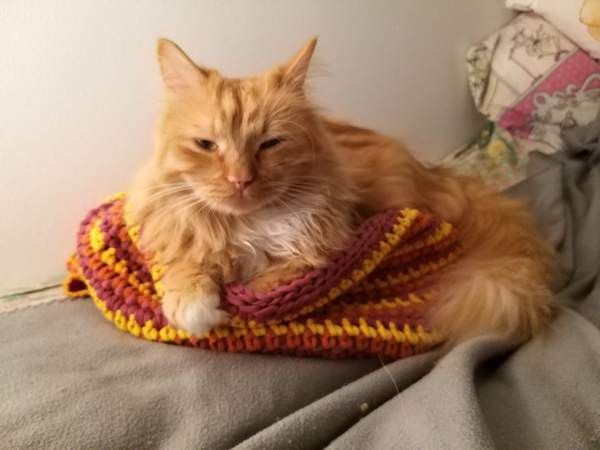 Kissan kori Vantaa – foto 5