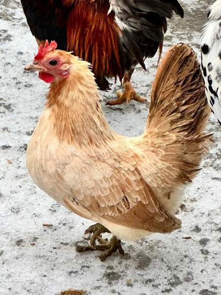 Kanapari Лохья - изображение 3