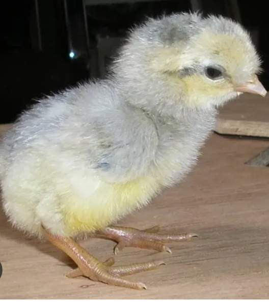 Araucanan tiput Leppävirta - photo 1