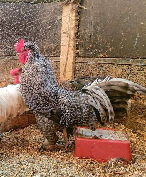 Hienoja kukkoja Taipalsaari - photo 2