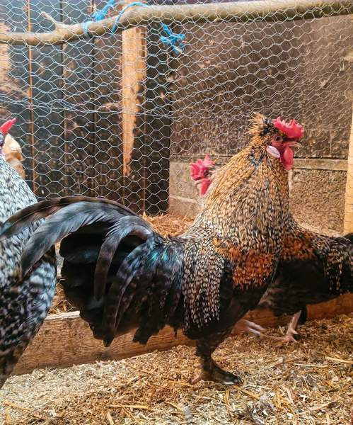 Hienoja kukkoja Taipalsaari - photo 1