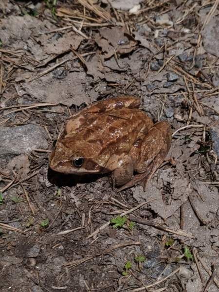 O: LeopardiGekko Turku - valokuva 1