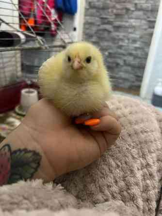 Brown Nick /Faverolle mix tiput Valkeakoski