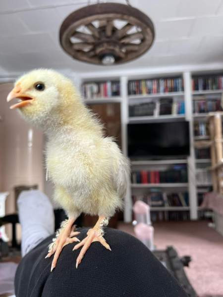 Brown Nick /Faverolle mix tiput Валкеакоски - изображение 1