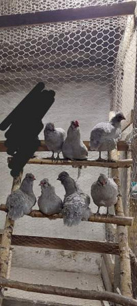 Araucana tiput Raasepori - valokuva 1