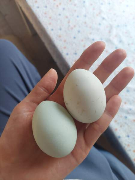 Araucana tiput Raasepori - изображение 3