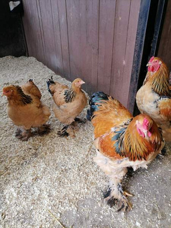 Brahma kukko Pori – foto 2