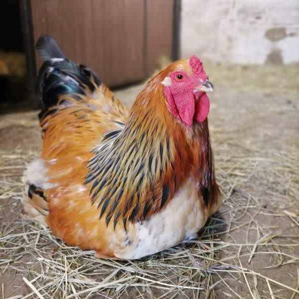 Brahma kukko Пори - изображение 1