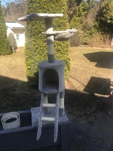 Isohko kissan raapimapuu Tampere - valokuva 1