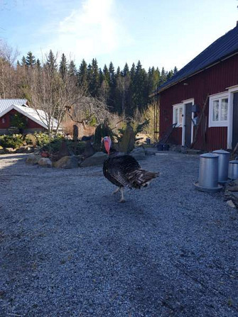 Kalkkuna Sastamala – foto 1