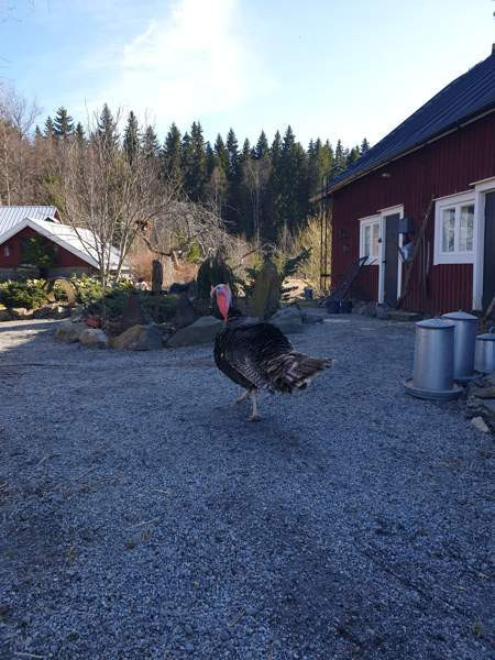 Kalkkuna Sastamala – foto 1