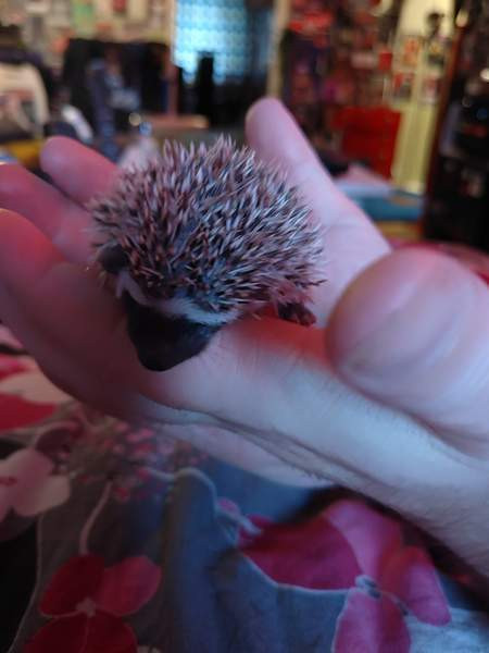 Afrikkalainen kääpiösiili Сало - изображение 1