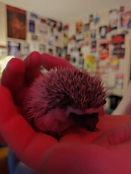 Afrikkalainen kääpiösiili Сало - изображение 2