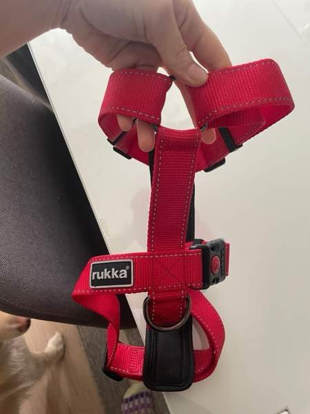 Punaiset rukan Y - valjaat Kuopio - valokuva 2