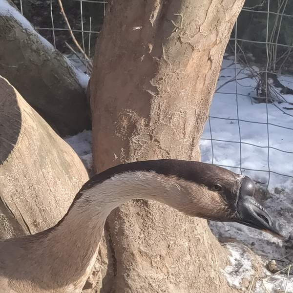 Hanhi joutsenhanhi pari Hamina – foto 2