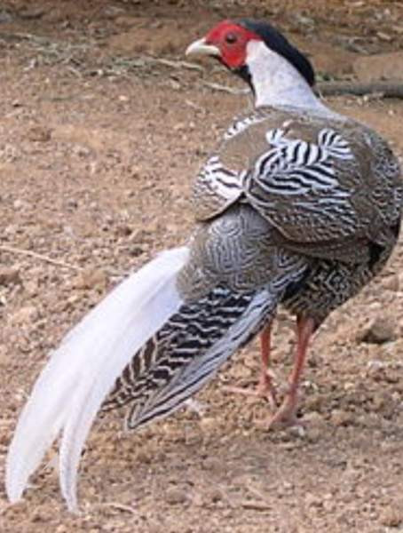 Hopeafasaani Leppävirta - valokuva 1