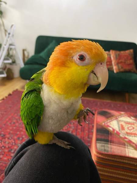 Valkovatsa aratti Espoo - photo 5