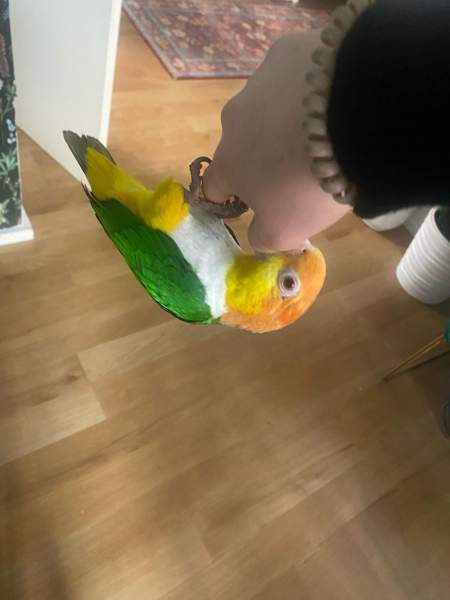 Valkovatsa aratti Espoo - photo 2