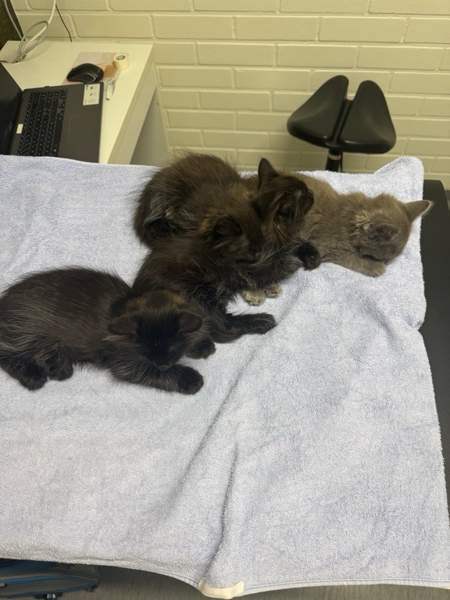 Kissanpentu Эспоо - изображение 1