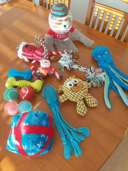 Koiran leluja Tampere - valokuva 1