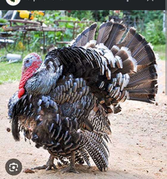 Kalkkunaa kukko Vihti – foto 1