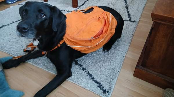 Reppu koiralle Oulu - photo 1