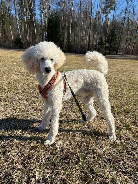 Hurtta lifeguard valjaat Espoo - valokuva 4