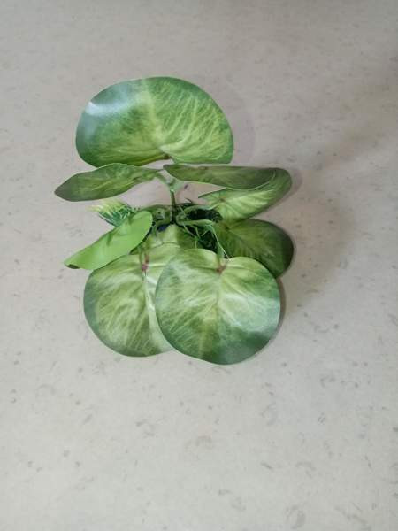 Muovi kasveja /terraarioon Rovaniemi - valokuva 2