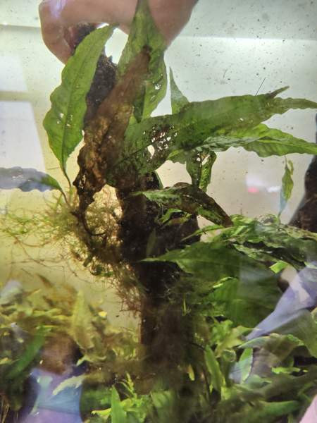 Juurakko kanto akvaarioon Espoo - photo 4