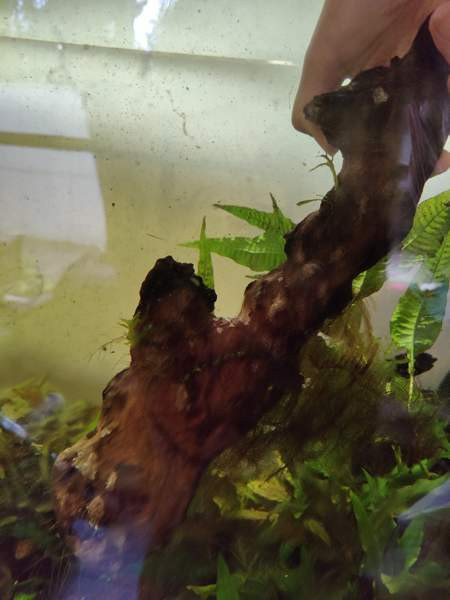 Juurakko kanto akvaarioon Espoo - photo 6