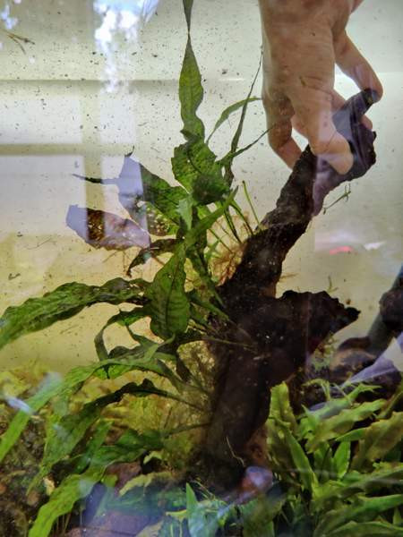 Juurakko kanto akvaarioon Espoo - photo 2