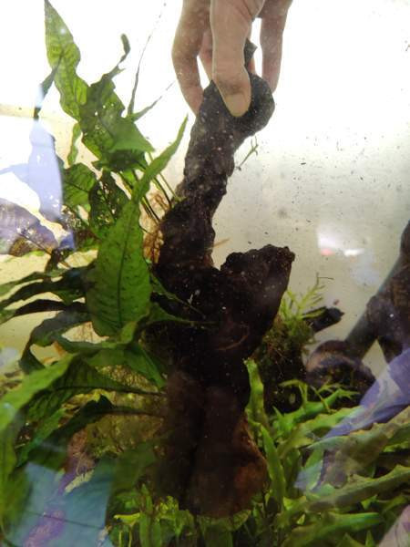 Juurakko kanto akvaarioon Espoo - photo 5