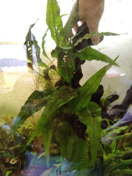 Juurakko kanto akvaarioon Espoo - photo 3