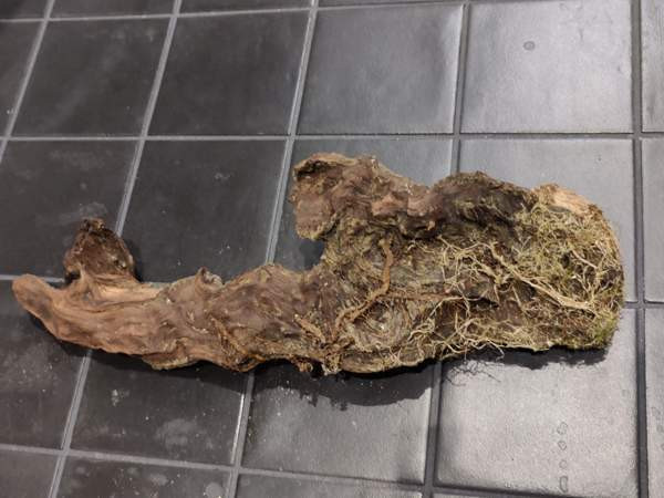 Juurakko kanto akvaarioon Espoo - photo 7