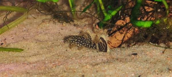 Partamonni Tampere – foto 1