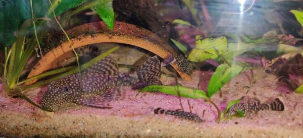 Partamonni Tampere – foto 3