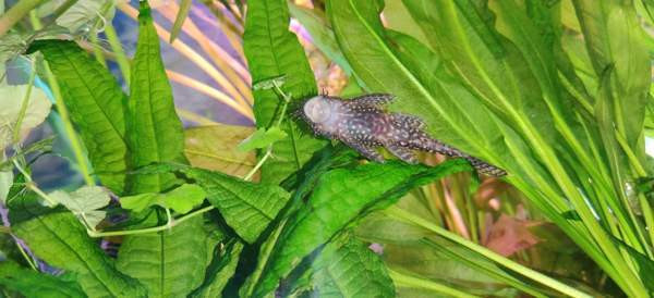 Partamonni Tampere – foto 2