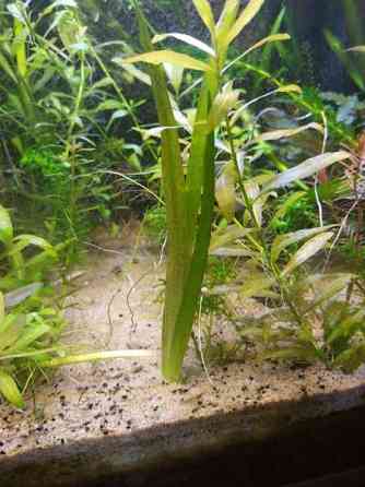 Jättivallisneria Ювяскюля