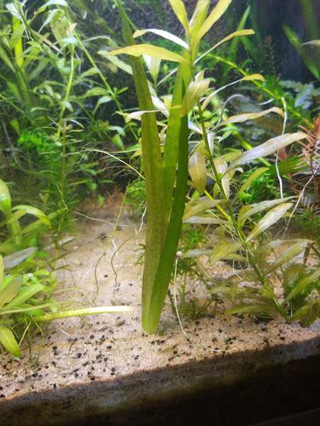 Jättivallisneria Jyvaeskylae – foto 1