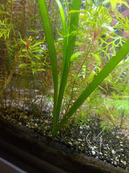 Jättivallisneria Jyvaeskylae – foto 2