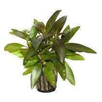 Akvaarion kasvit Helsinki - photo 4