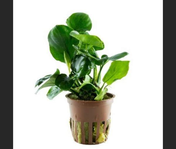 Akvaarion kasvit Helsinki - photo 3